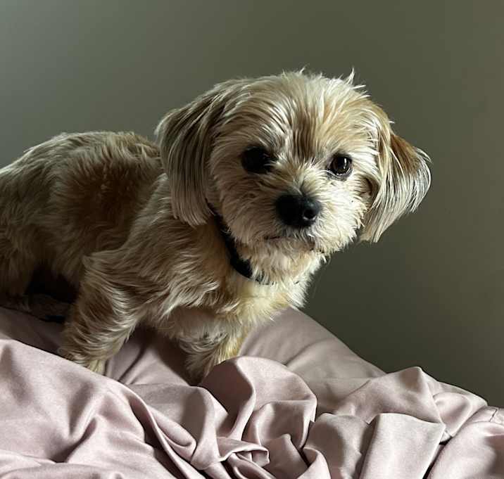 Photo of Chewy