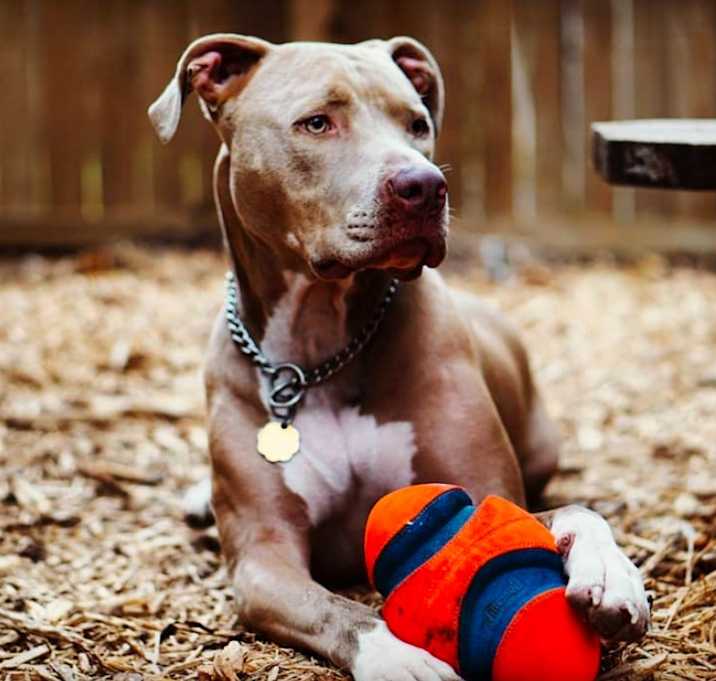 Photo of Bullet