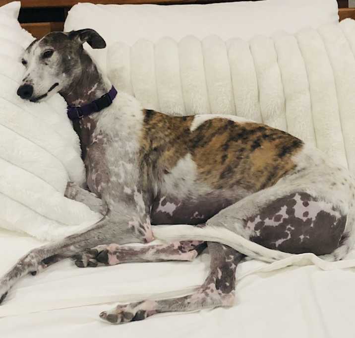 Photo of Schmaltz (Sally)