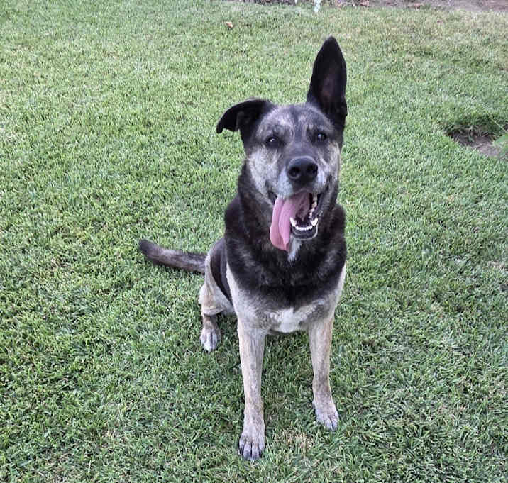Photo of Dash