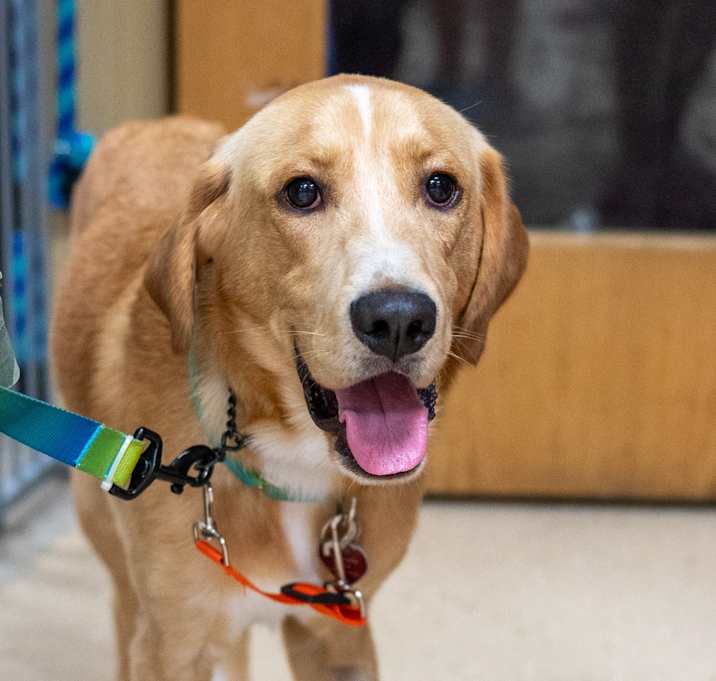 Photo of Nugget