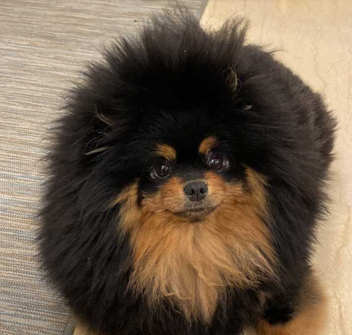Photo of Lennox