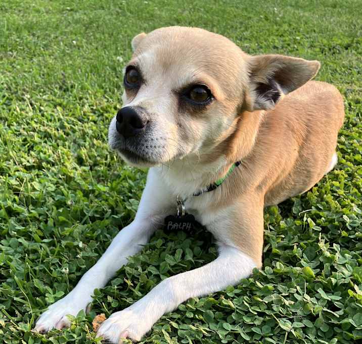 Photo of Ralphie