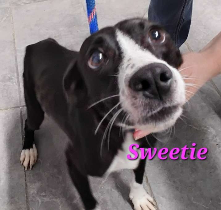 Photo of Sweetie