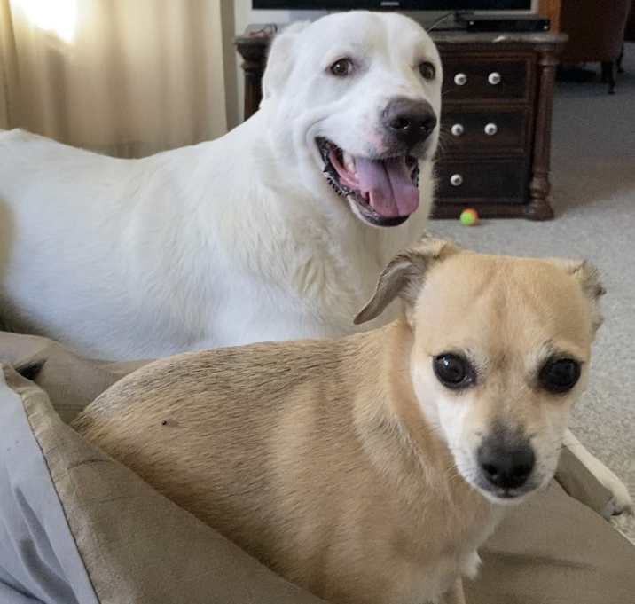 Photo of Milo