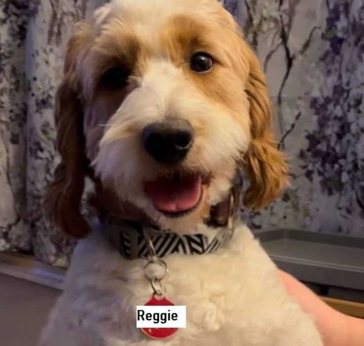 Photo of Reggie
