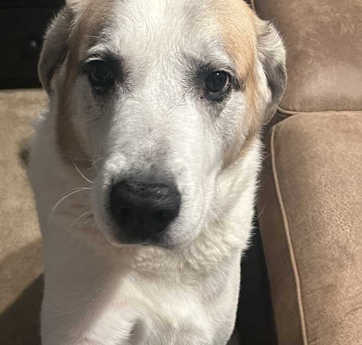 Photo of Shiloh
