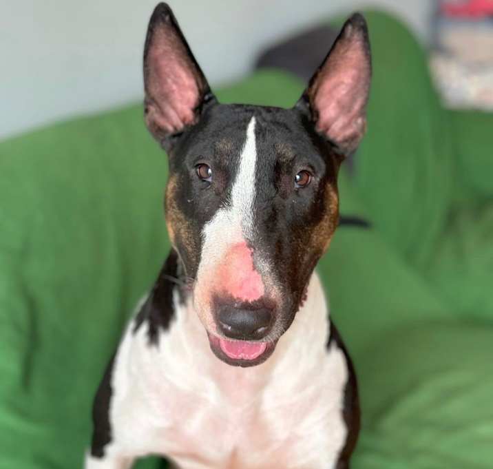 Photo of Juno