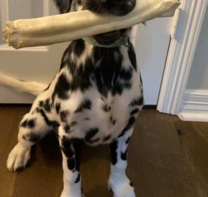 Photo of Caspian