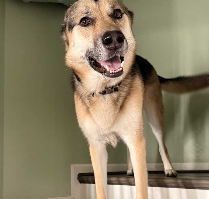 Photo of Panzer