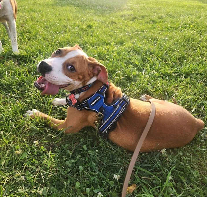 Photo of Peach