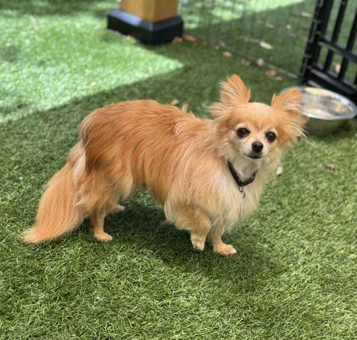 Photo of Floki