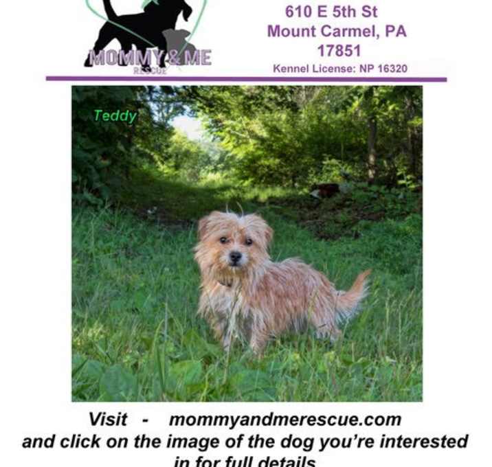Photo of Teddy