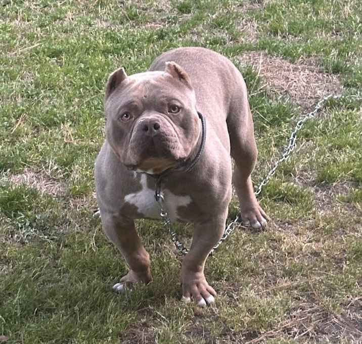Photo of Diesel