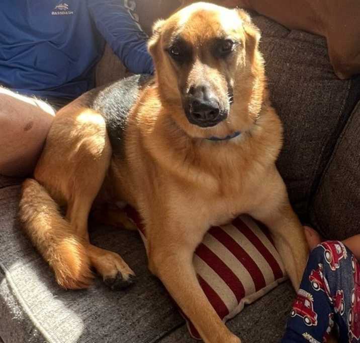 Photo of Rex