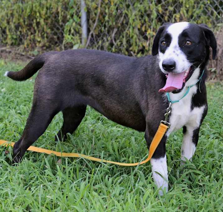 Photo of OREO