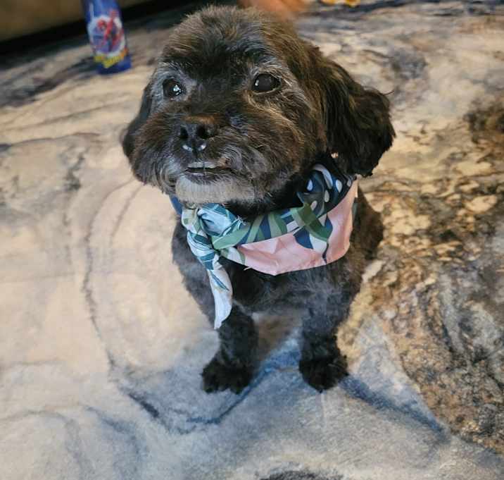 Photo of Buddy
