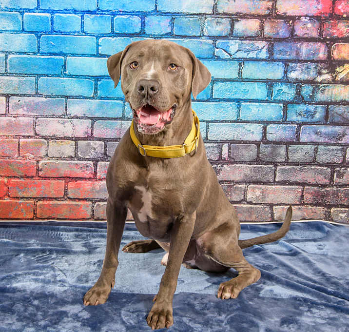 Photo of Apollo