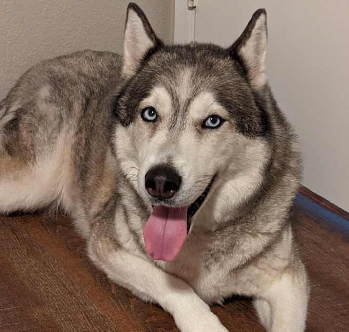 Photo of Koda