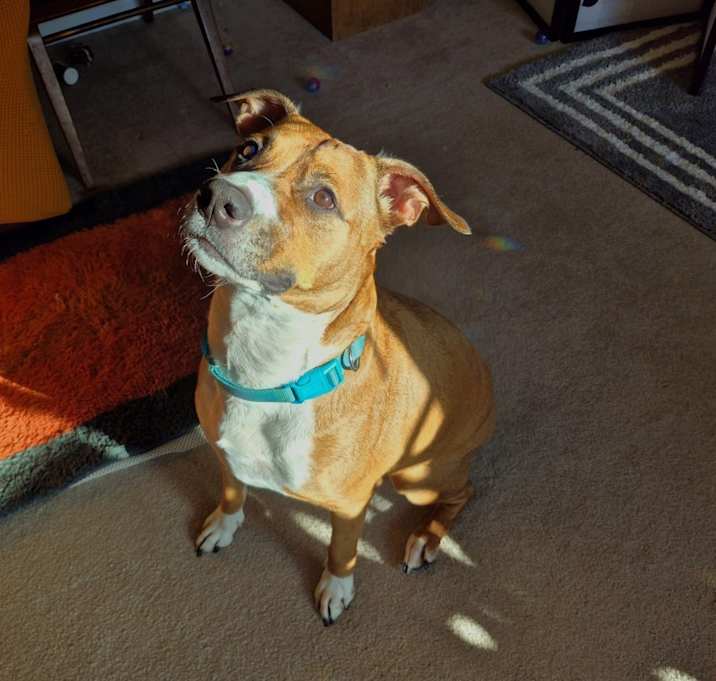 Photo of Tony Tony Chopper