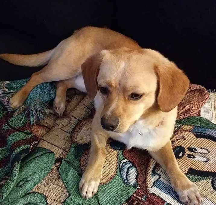 Photo of Lucky