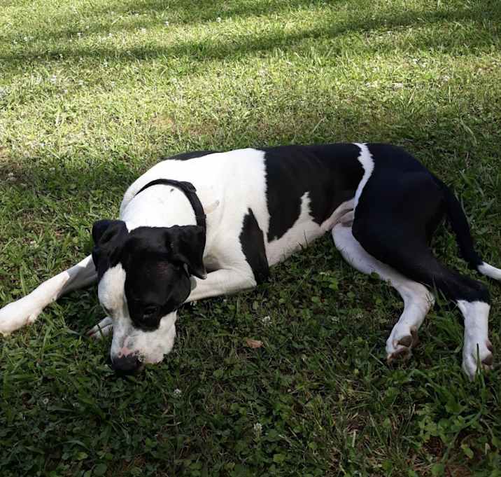 Photo of Maverick