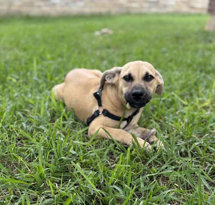 Photo of Ruby