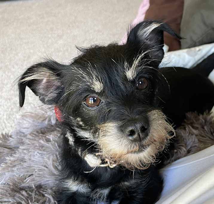 Photo of Luna
