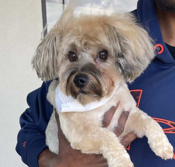 Photo of Chewbecca