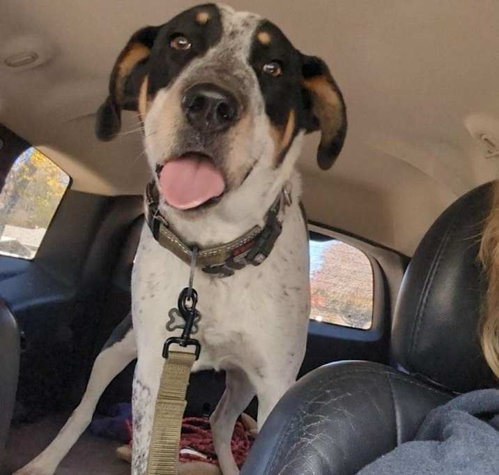 Photo of Brutus