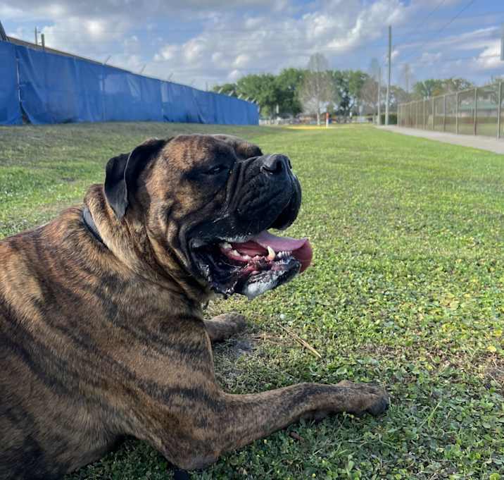 Photo of Beast