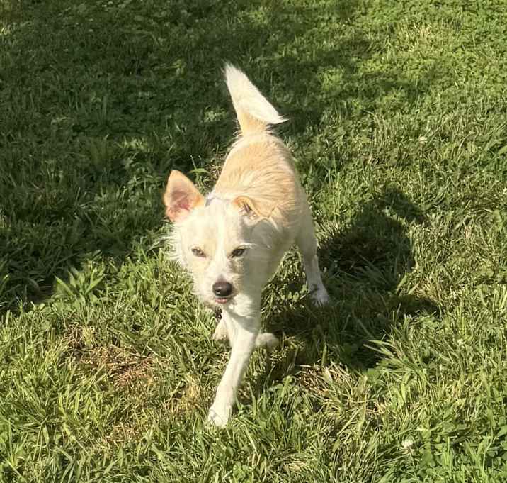 Photo of Boomer