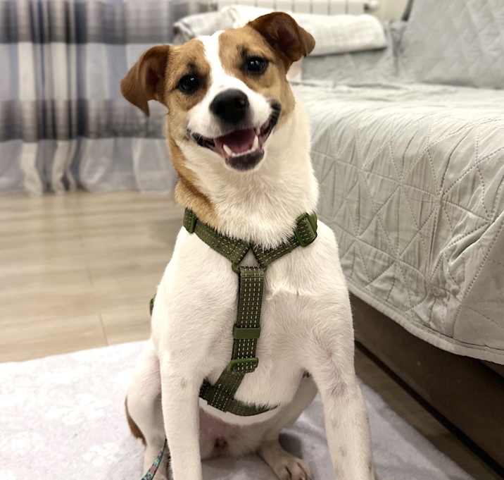 Photo of Harley