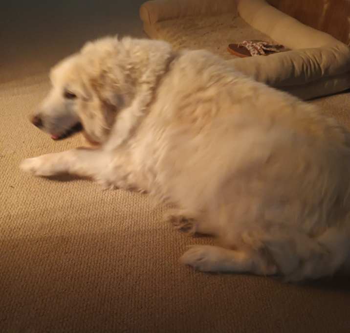 Photo of Gizmo