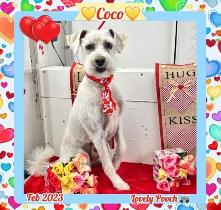 Photo of Coco