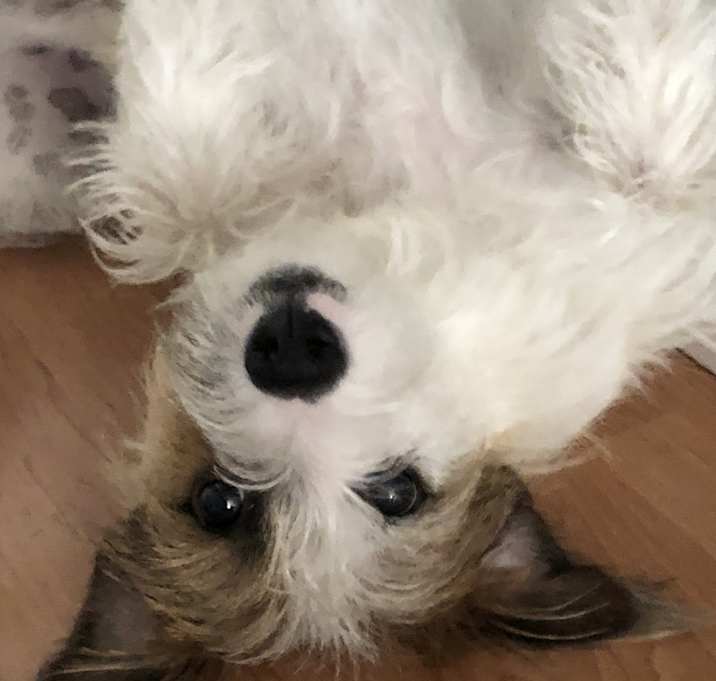 Photo of Apache
