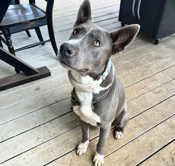 Photo of Ace
