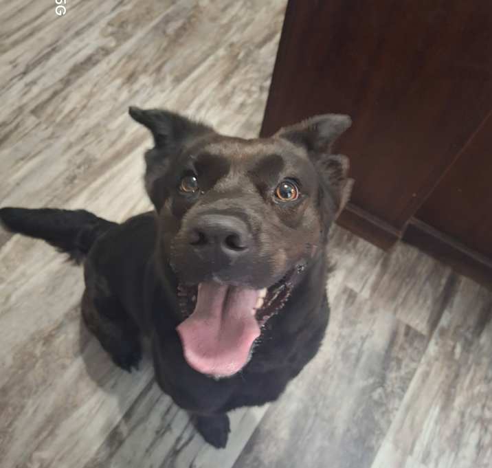 Photo of Ebony