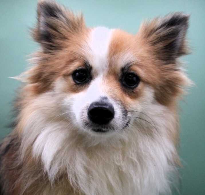 Photo of Cinnamon
