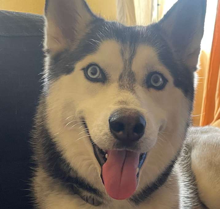 Photo of Balto