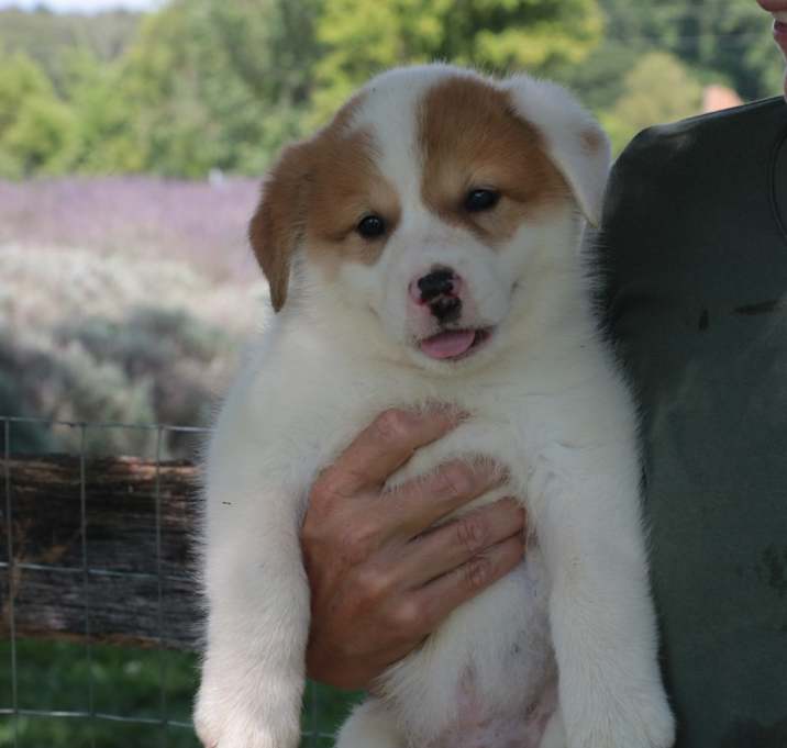 Photo of Wyatt
