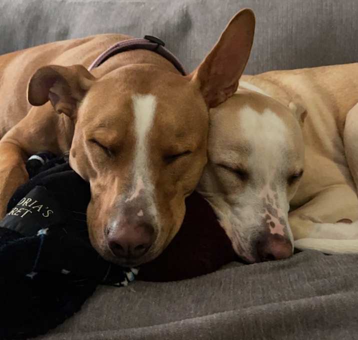 Photo of Maple