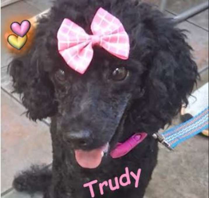 Photo of Trudy