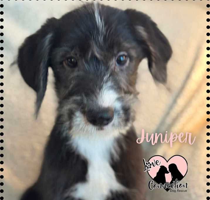 Photo of Juniper