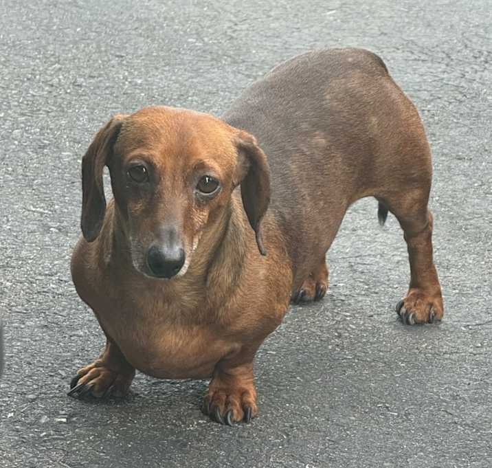 Photo of Rocky