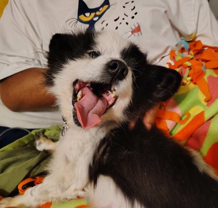 Photo of Cornelius