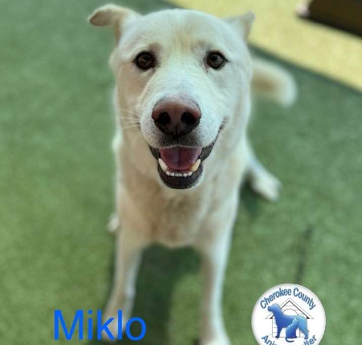 Photo of Miklo