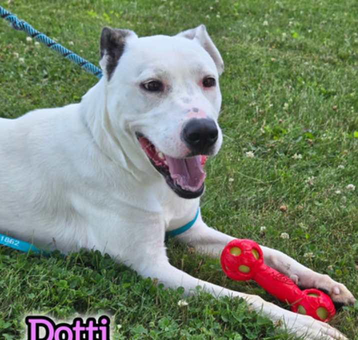 Photo of Dotti