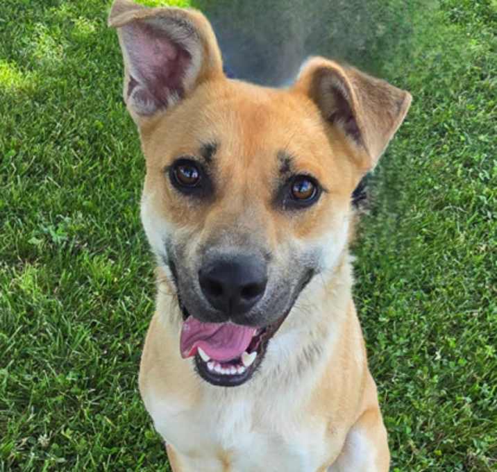 Photo of Chip