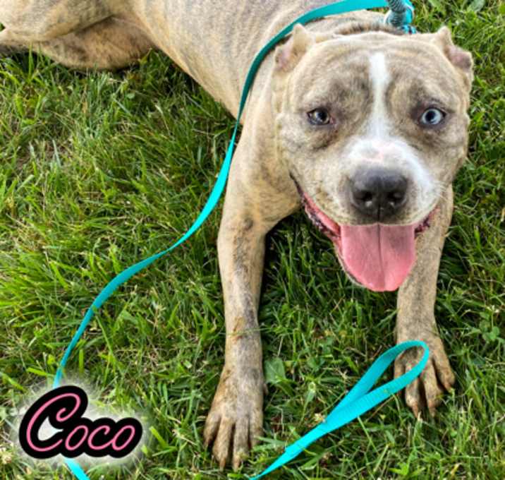 Photo of Coco